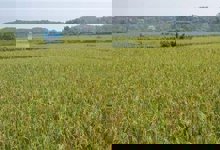 金健有机稻基地喜获丰收